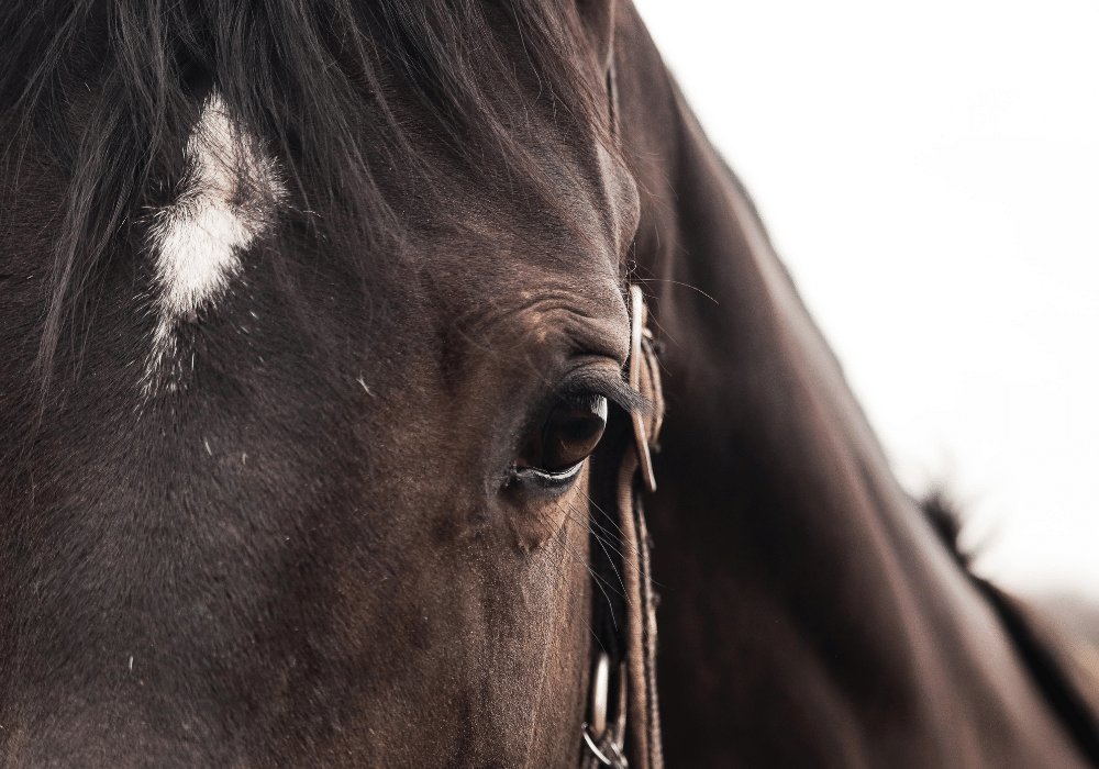 symptoms of strangles in horses